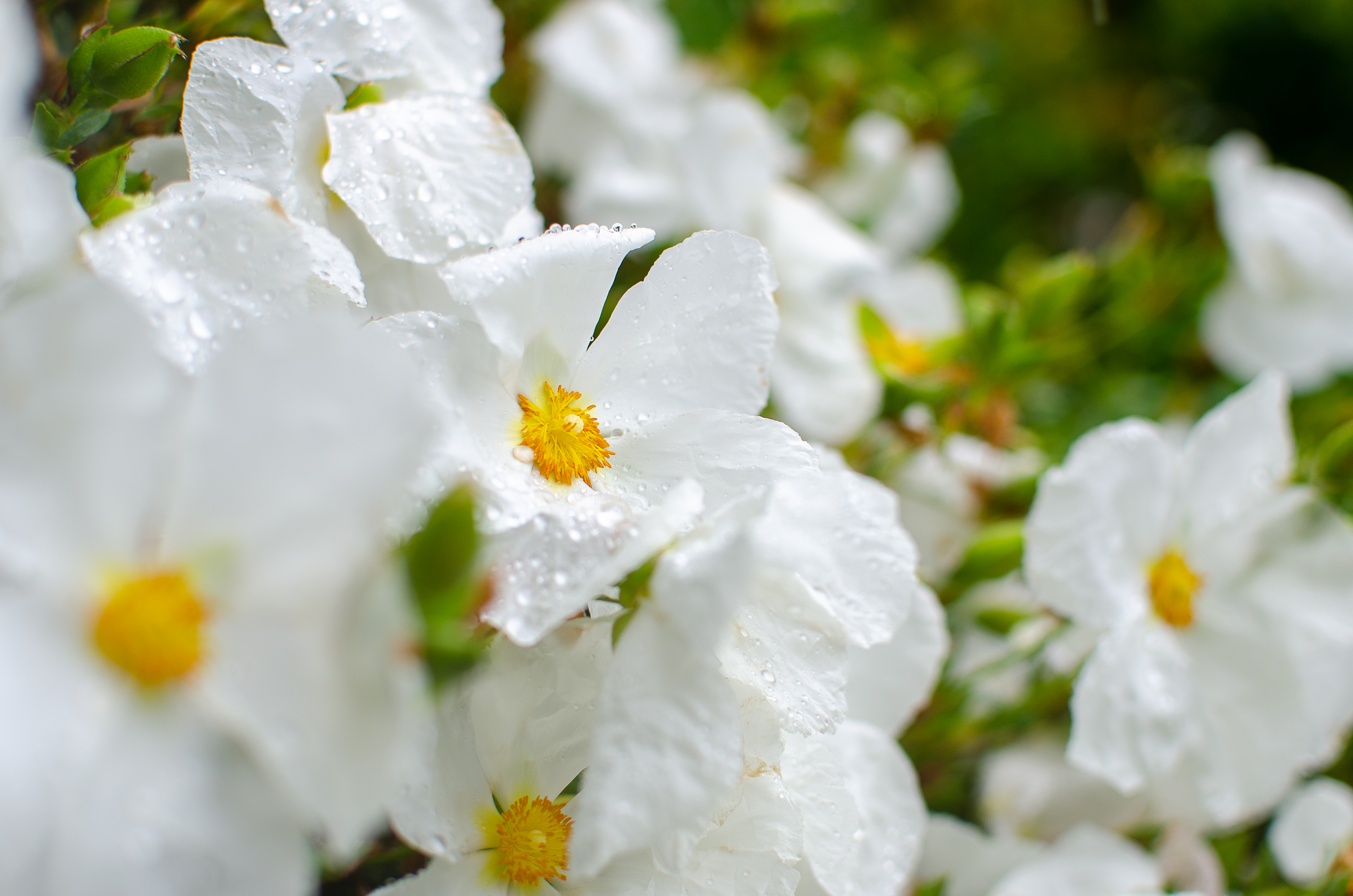 © 2022 Heather Fyfe Photography