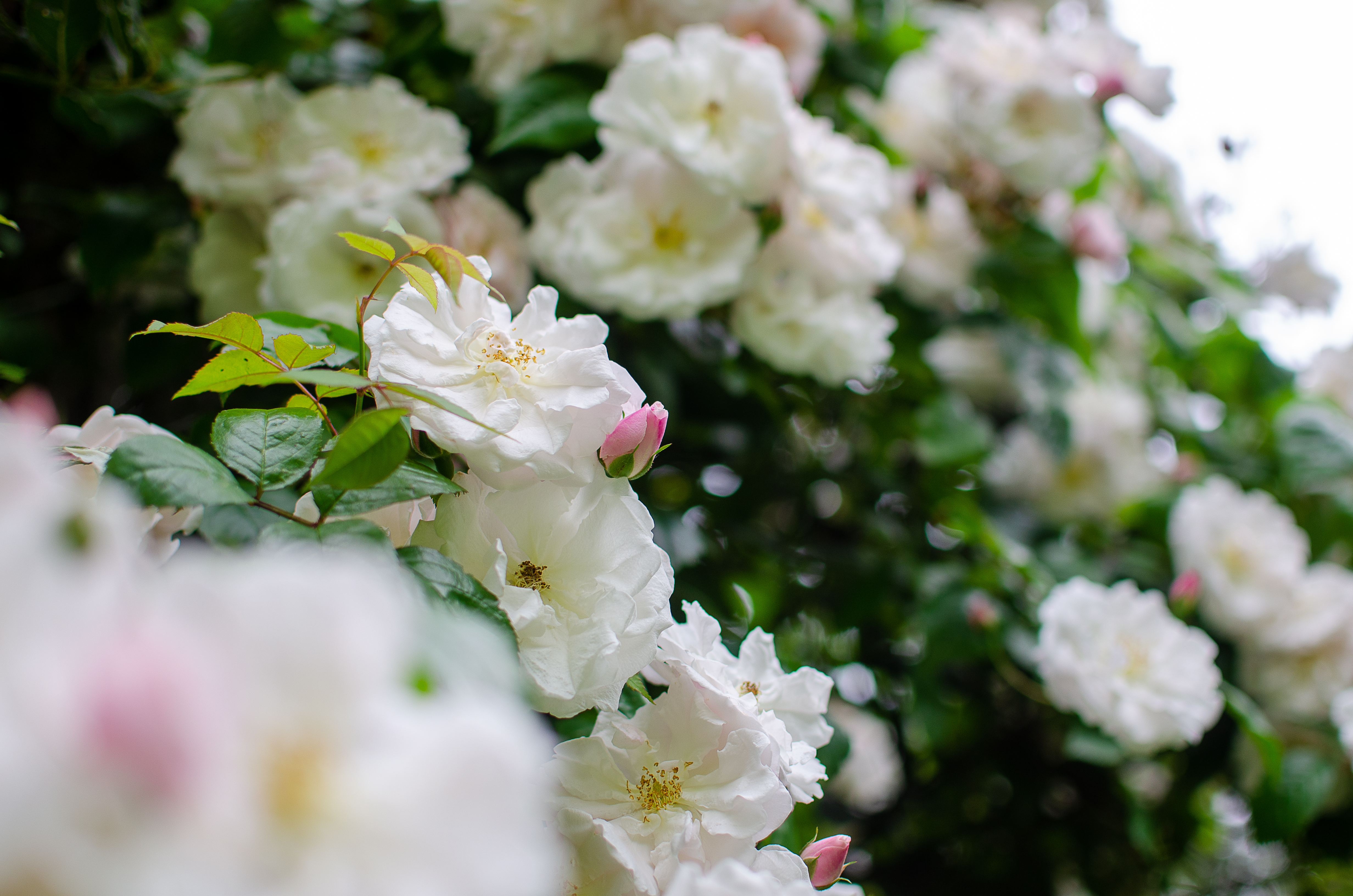 © 2022 Heather Fyfe Photography